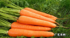 carrot的复数形式什么,胡萝卜复数形式怎么加