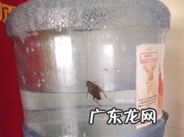 蟑螂会游泳,蟑螂会游泳怎么在下水管道生存