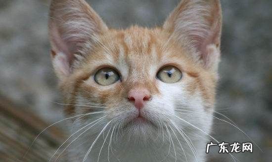 猫记仇的表现 关于猫咪的介绍,猫记仇的表现有哪些