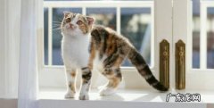 猫记仇的表现 关于猫咪的介绍,猫记仇的表现有哪些