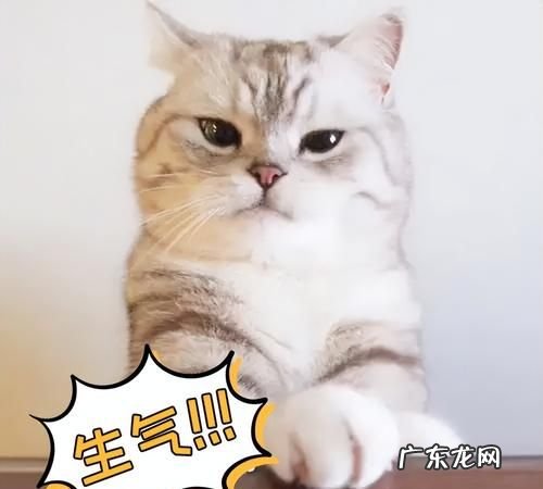 猫记仇的表现 关于猫咪的介绍,猫记仇的表现有哪些