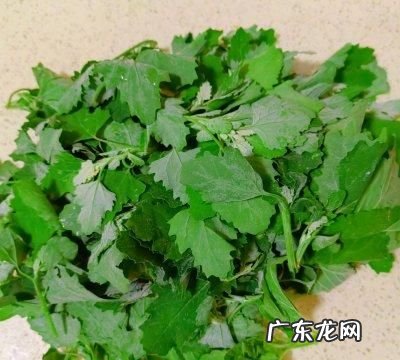 灰灰草怎么做好吃,红叶灰灰菜的功效和吃法