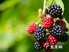 覆盆子和桑葚一样,覆盆子是桑葚子