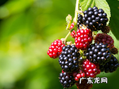 覆盆子和桑葚一样,覆盆子是桑葚子