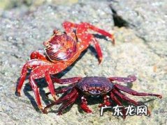 吃海蟹有什么好处,海螃蟹有什么营养价值和功效