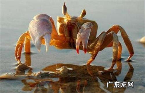 吃海蟹有什么好处,海螃蟹有什么营养价值和功效