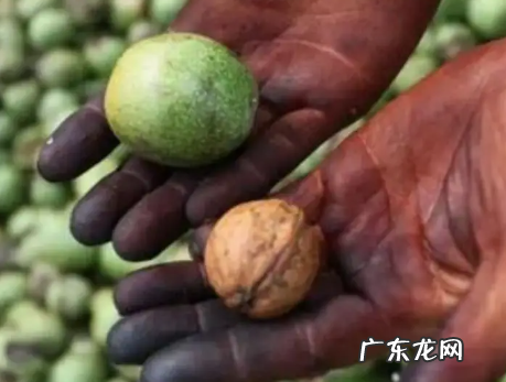 青皮核桃手黑清洗秘方,青核桃皮把手染黑了怎样去掉