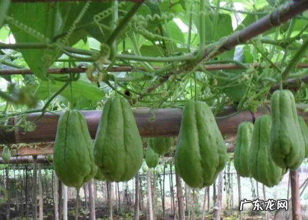 佛手瓜含嘌呤高,佛手瓜为什么不能吃