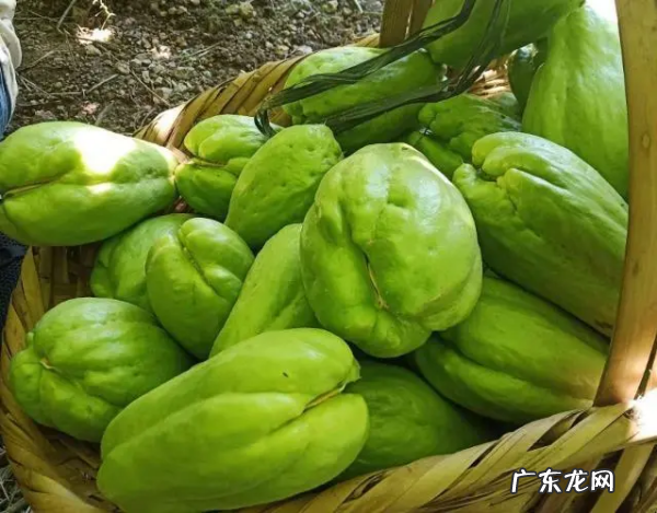 佛手瓜含嘌呤高,佛手瓜为什么不能吃