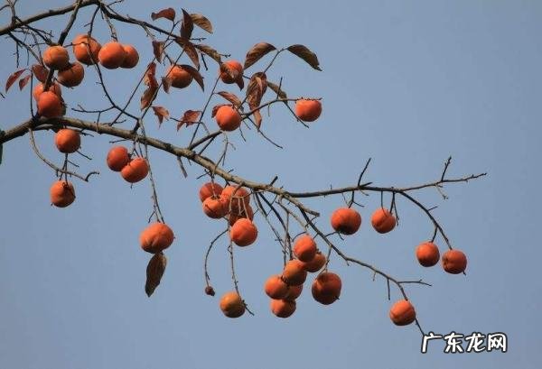 柿子没熟怎么弄熟,怎样催熟柿子又软又甜
