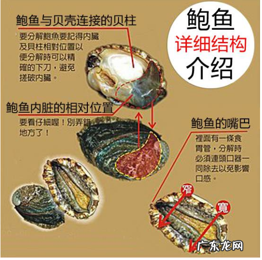 鲍鱼要去内脏,鲍鱼没清理内脏煮熟能吃