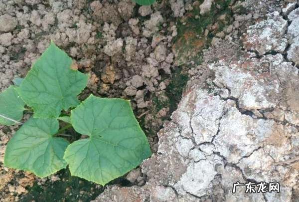 北方夏季种菜怎么样防止土壤结块,阳台种菜土壤板结怎么办
