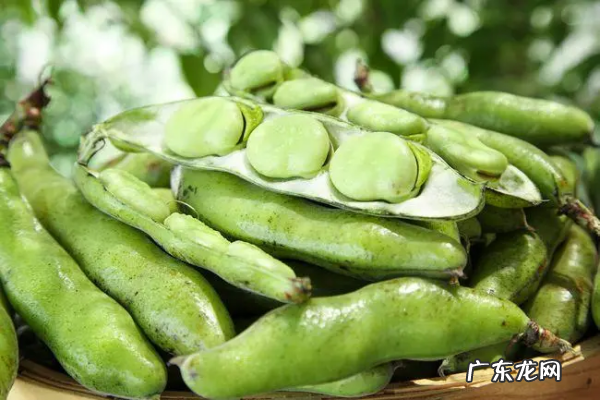 蚕豆热量高不高,蚕豆热量高 吃了会胖