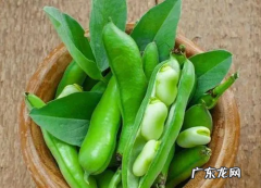 蚕豆热量高不高,蚕豆热量高 吃了会胖