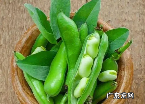 蚕豆热量高不高,蚕豆热量高 吃了会胖