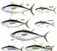 蓝鳍和黄鳍有什么不同,蓝鳍金枪鱼和黄鳍金枪鱼的区别