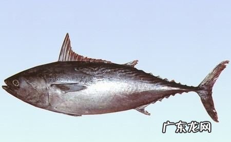 小金枪鱼是什么鱼,金枪鱼是什么鱼大约多少钱一斤