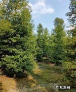 苗木地径是什么意思,地径是什么意思