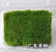 苔藓可食用吗,苔藓可食用