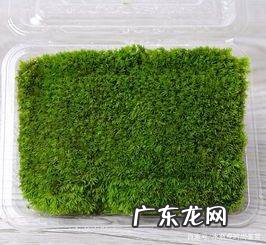 苔藓可食用吗,苔藓可食用