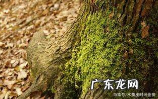 苔藓可食用吗,苔藓可食用