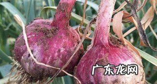 新鲜蒜如何保存,新鲜蒜怎么保存才能保持新鲜