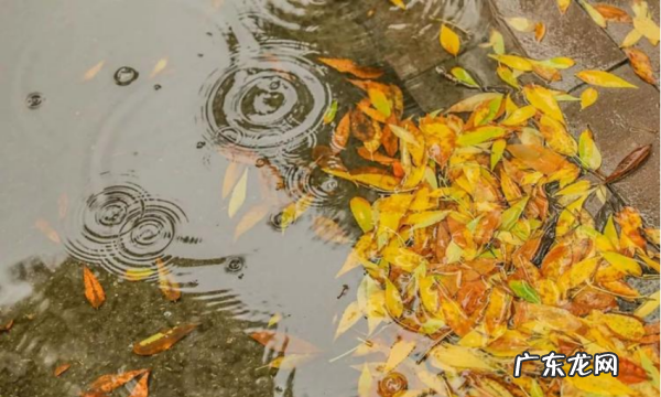 关于秋天雨的句子,写秋天的雨的句子优美段落