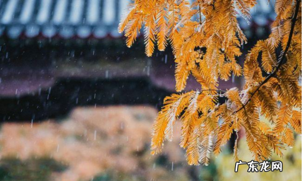 关于秋天雨的句子,写秋天的雨的句子优美段落