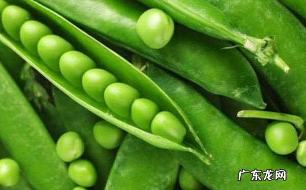豌豆可以生吃,豌豆没熟会中毒 知乎