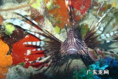海里有什么鱼 你知道,大海里有什么鱼