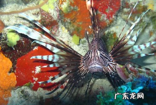海里有什么鱼 你知道,大海里有什么鱼