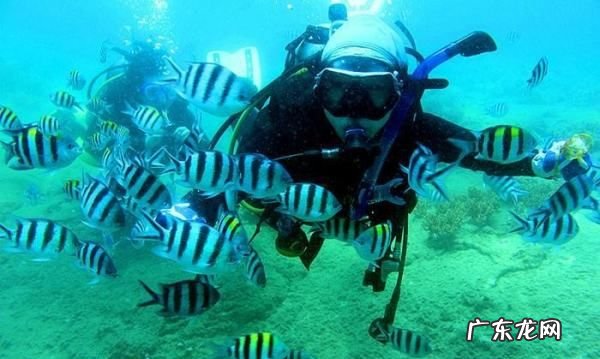 海里有什么鱼 你知道,大海里有什么鱼