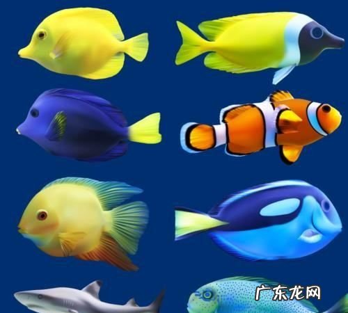 海里有什么鱼 你知道,大海里有什么鱼