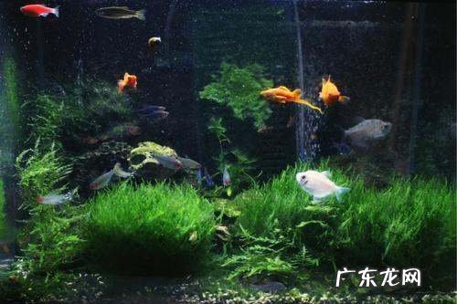 清道夫的作用与功效,血管清道夫的作用与功效