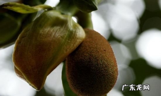 菠萝一年结几次果,菠萝一年结几次果实