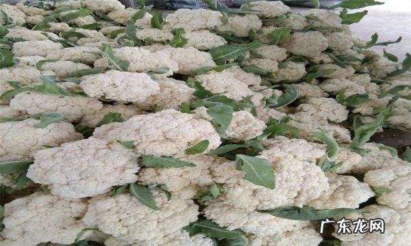 什么是有机菜花,有机花菜的功效与作用禁忌
