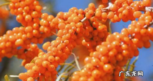 沙棘果怎么保存,沙棘能冷冻保存几年