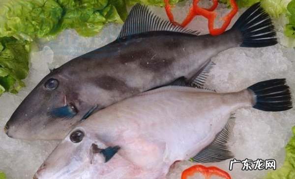 扒皮鱼有刺没有,大扒皮鱼怎么做好吃家常做法