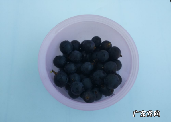 葡萄可以榨汁,葡萄可以榨汁怎么榨