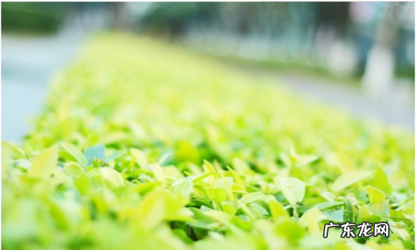 单反怎么调节远近,摄影机如何调节焦距和焦距的区别