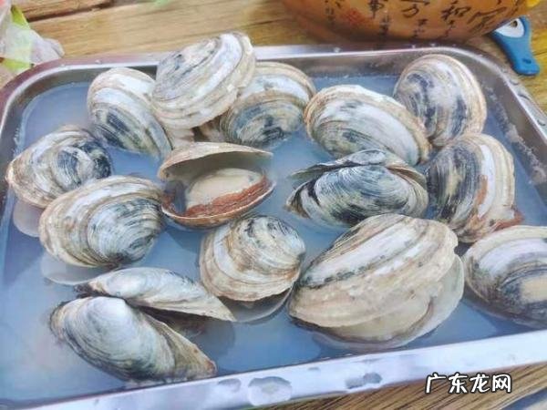 蛤蜊是花甲吗,蛤蜊是花蛤