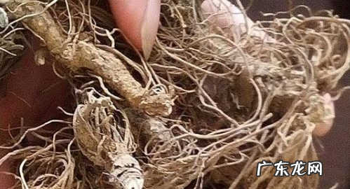 地胆头的功效与作用,蒲公英能和地胆头一起煮