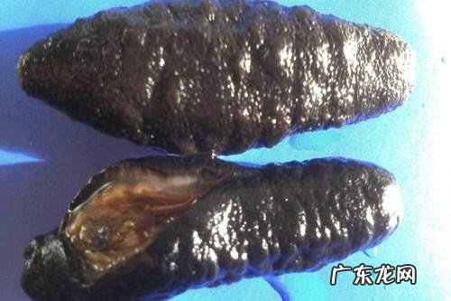 海茄子有营养,海参与海茄子有什么区别