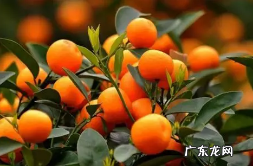金桔热量高,金桔柠檬功效与作用营养价值