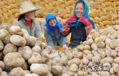 彩色的土豆能吃,土豆变红能吃