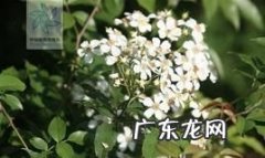 山木香叶子长什么样,金樱子是山木香