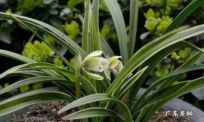 兰花和兰草是一种,兰花就是兰草