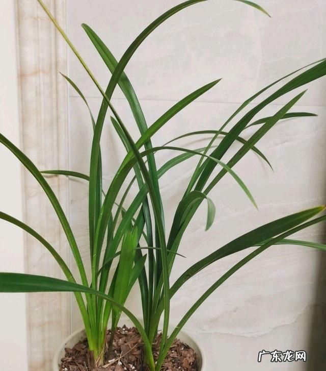 兰花和兰草是一种,兰花就是兰草