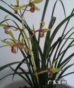 兰花和兰草是一种,兰花就是兰草