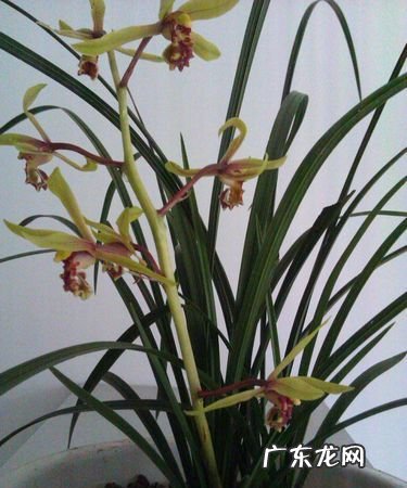 兰花和兰草是一种,兰花就是兰草